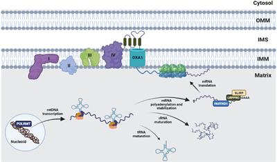 Targeting Mitochondrial Protein Expression as a Future Approach for Cancer Therapy